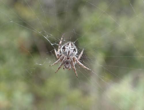 Agalenatea redii